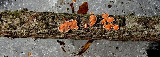 Aleurodiscus amorphus (Fr.)Schroeter